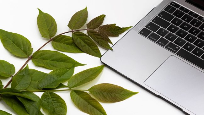 Plants at the office2